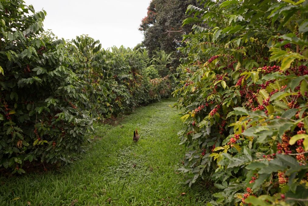 Greenwell Coffee Farm on Big Island Hawaii