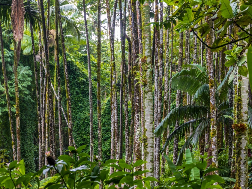 Fragment of a lush in the tropical rainforest on Big Island, Hawaii