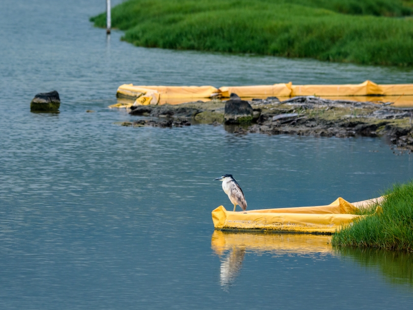 Lone heron standing on a yellow erosion control wall looking out over a pond, Hawaii