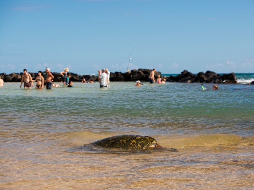Green Turtle while relaxing near sandy beach