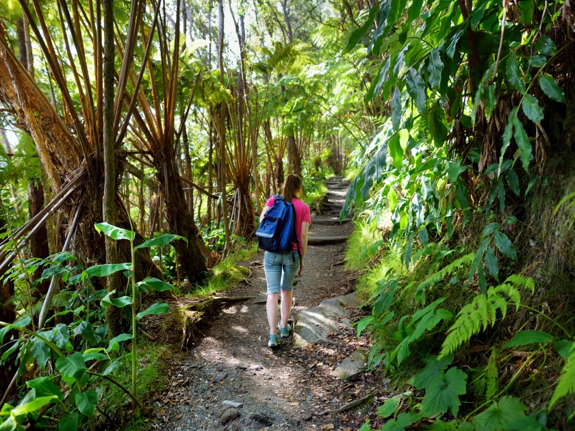 Tourist hiking on Kilauea Iki trail in Volcanoes National Park in Big Island of Hawaii. Trail leads through lush rain forest along the rim of Kilauea Iki and down to its still-steaming crater floor.