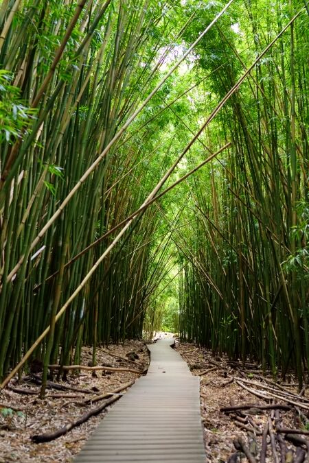 Path through dense bamboo forest, leading to famous Waimoku Falls. Popular Pipiwai trail in Haleakala National Park on Maui, Hawaii, USA