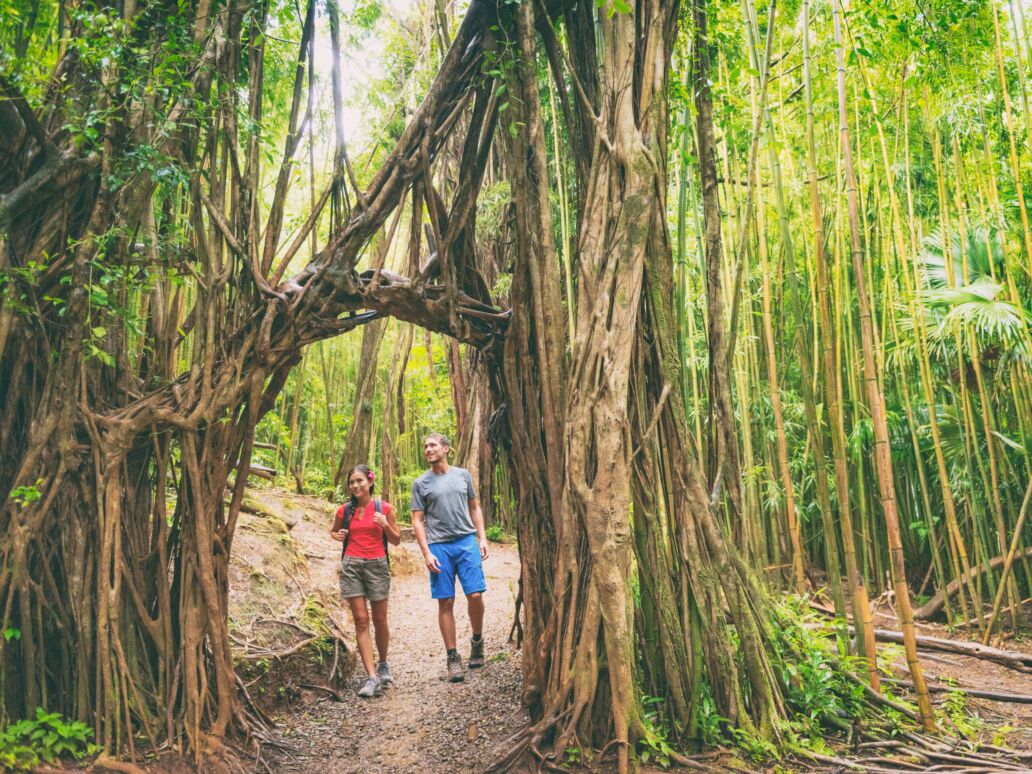 Hawaii,Hike,Hikers,Walking,In,Lush,Rainforest,Trekking,And,Hiking