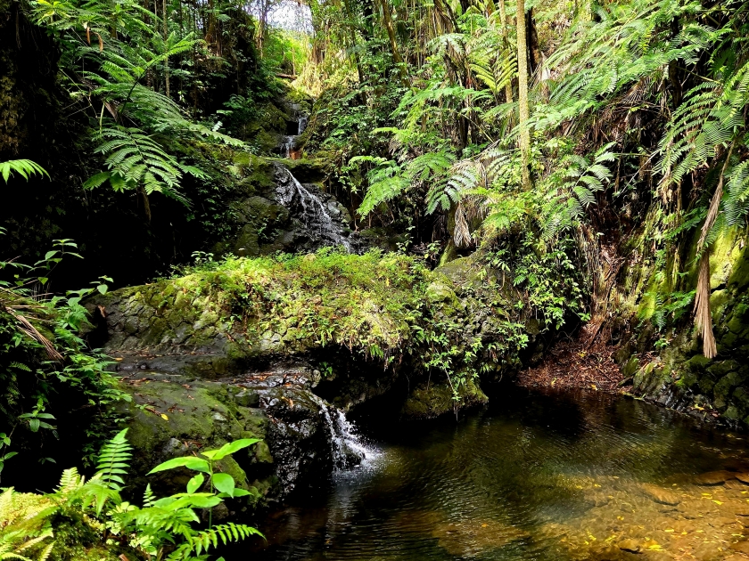 On the Big Island of Hawaii, tucked sway in the tropical forest on the Hilo side of the island is a lush botanical garden down a picturesque street. The flora,waterfalls and ocean views make it a must