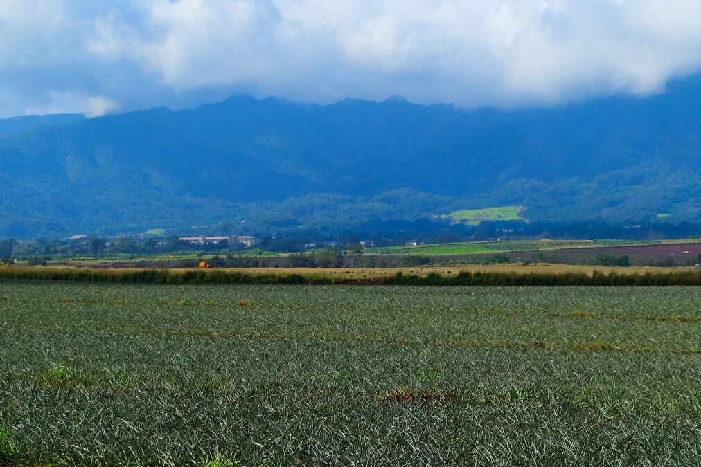 Pineapple field in central Oahu, Hawaii. Rows and rows of pineapples growing on the Wahiawa plains on Oahu with the Waianae mountains in the background