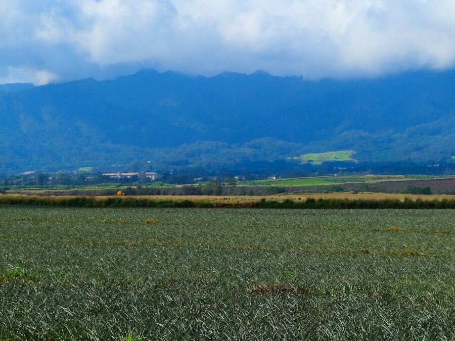 Pineapple field in central Oahu, Hawaii. Rows and rows of pineapples growing on the Wahiawa plains on Oahu with the Waianae mountains in the background