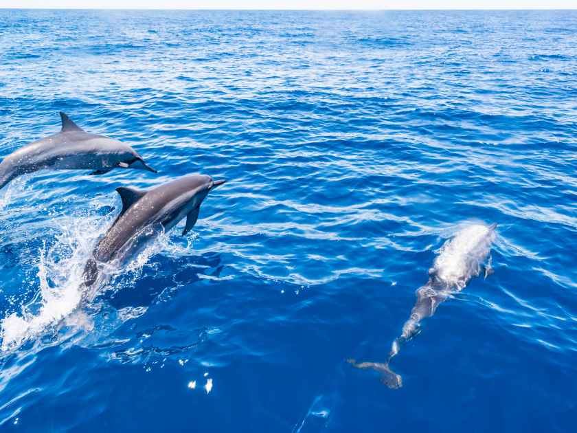 Dolphins running on the surface of the water