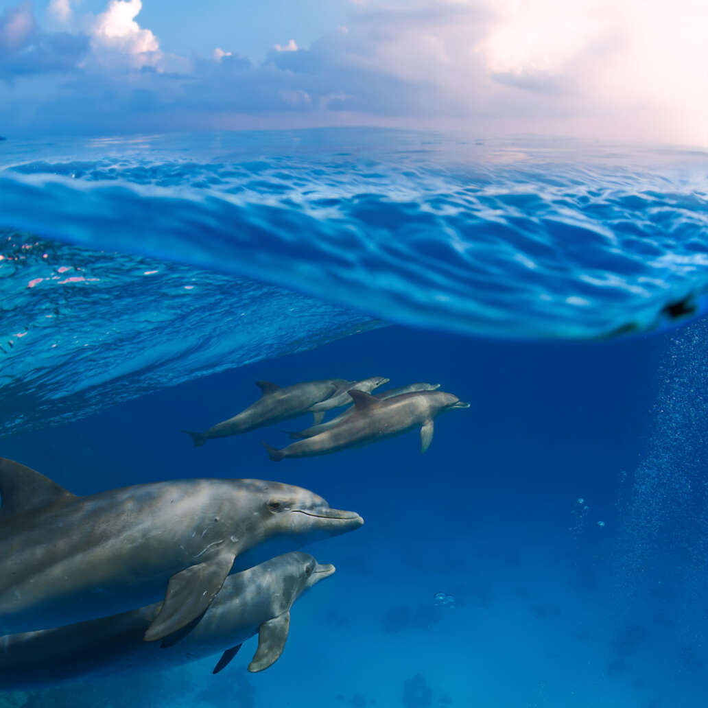 submerged image splitted by waterline. a family of dolphins with a baby swimming underwater underneat