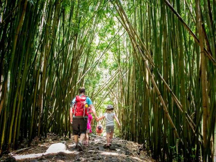 A dad and daughter hold hands while hiking on the Pipiwai trail in the bamboo forest in Haleakala National Park on the island of Maui.