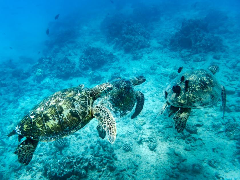 Sea Turtle, Oahu Hawaii