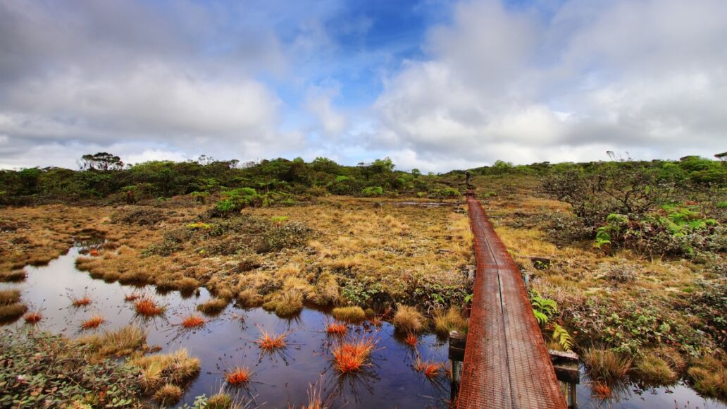 Alakai swamp trail in Kauai island, Hawaii