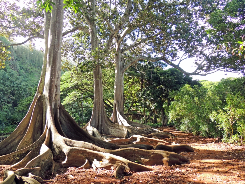 the towering roots of the moreton bay fig banyan trees from jurassic park in the allerton gardens in koloa, kauai , Hawaii