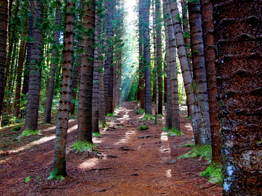 Sleeping,Giant,Trail,Pine,Forest,Kauai