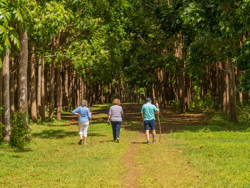 Senior adults walking on the Wai Koa Loop trail or track leads through plantation of Mahogany trees in Kauai, Hawaii, USA