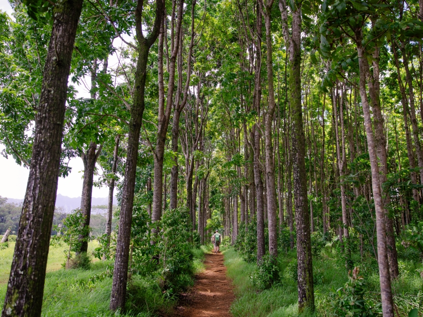 A male hiker on the pathway of the Wai Koa Loop trail or track that leads through plantation of Mahogany trees in Kauai, Hawaii, USA. Tourist in Mahogany forest on a sunny day
