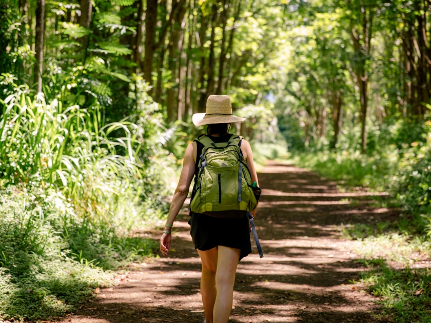 A female hiker on the pathway of the Wai Koa Loop trail or track that leads through plantation of Mahogany trees in Kauai, Hawaii, USA. Tourist in Mahogany forest on a sunny day