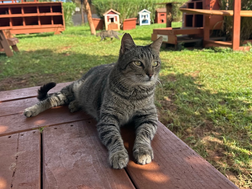 Tabby,Cat,In,Cat,Sanctuary,In,Hawaii