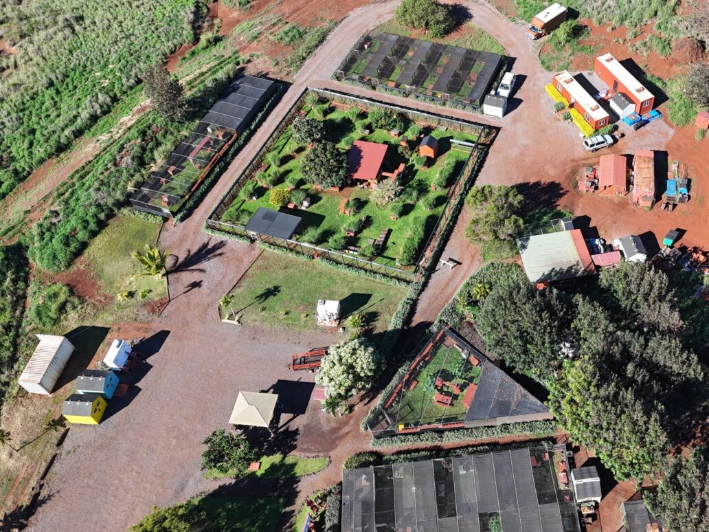 Lanai,City,Cat,Sanctuary,Hawaii