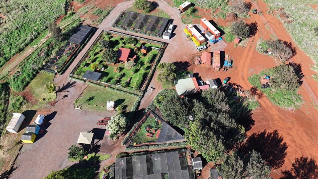 Lanai,City,Cat,Sanctuary,Hawaii