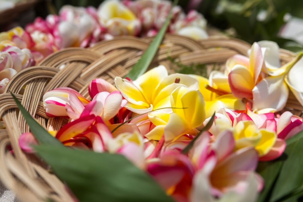 Woman making Hawaiian Lei and Hahu. Process of Handmade flower crown made from Hawaii flower Plumeria.