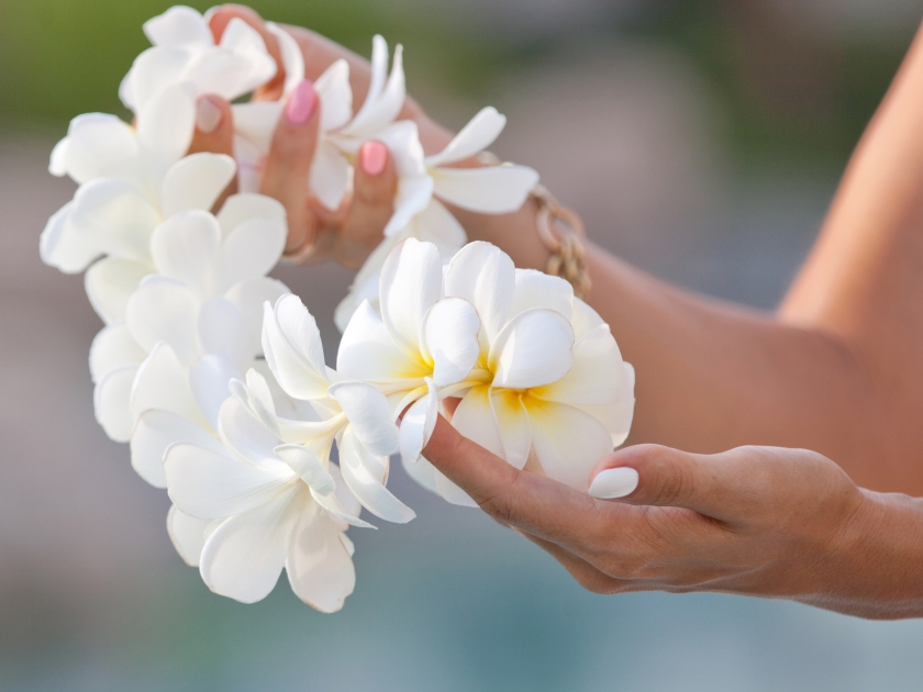 Woman hands holding Flower lei garland of white plumeria. Welcoming Lei on the hawaiian island. Plumeria flowers.
