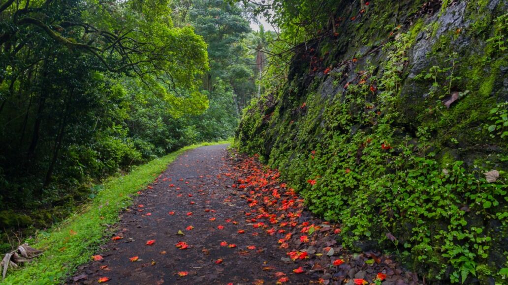 Path strewn with red flowers through a lush forest in Maui, Hawaii