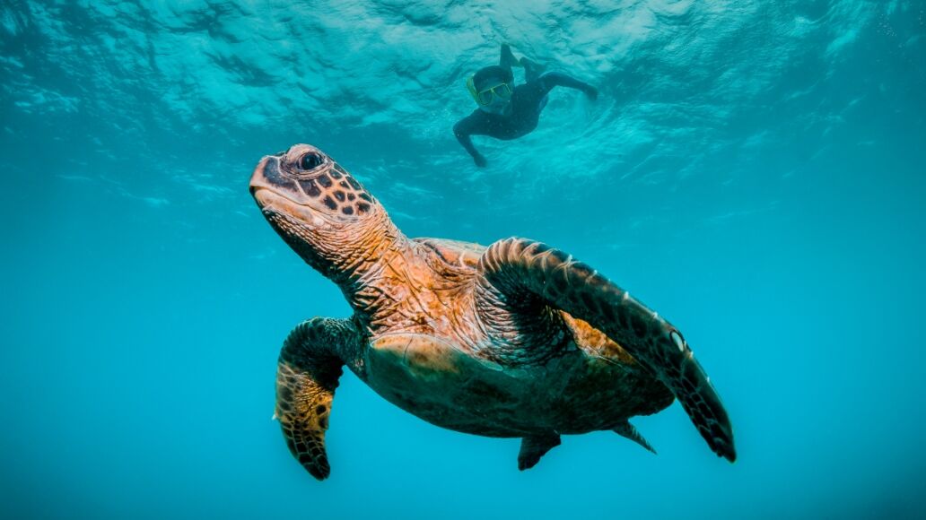 Sea Turtle swimming freely in open ocean