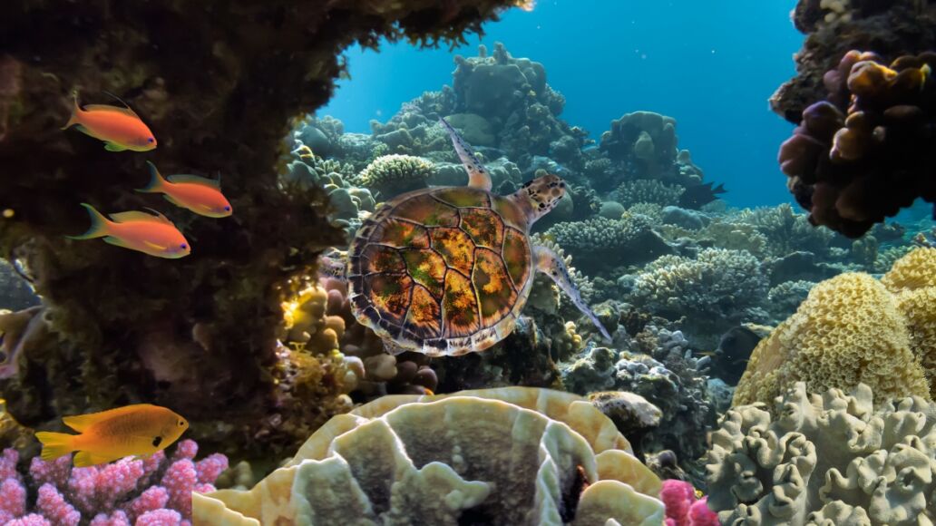 sea turtle swimming over coral reef in the Red Sea, Egypt.