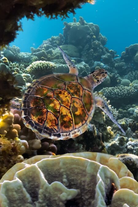 sea turtle swimming over coral reef in the Red Sea, Egypt.