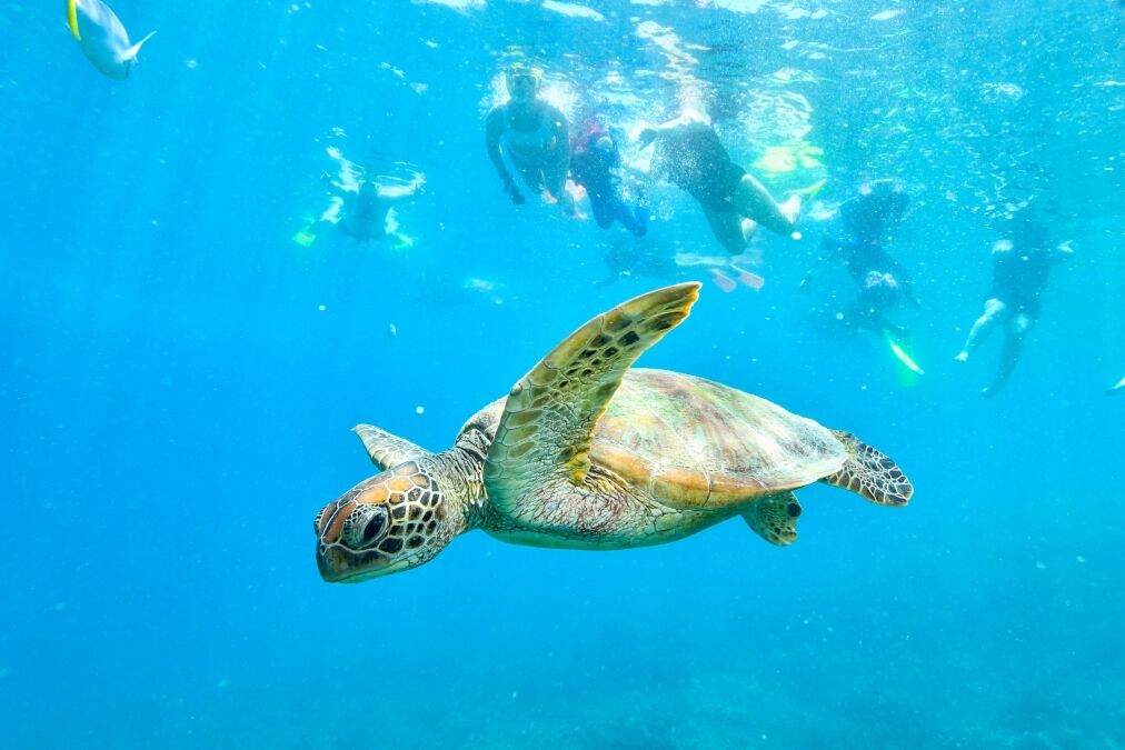 green turtle in the great barrier reef