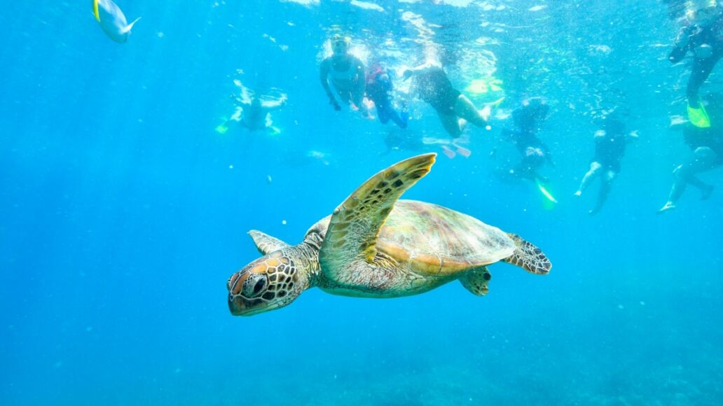 green turtle in the great barrier reef