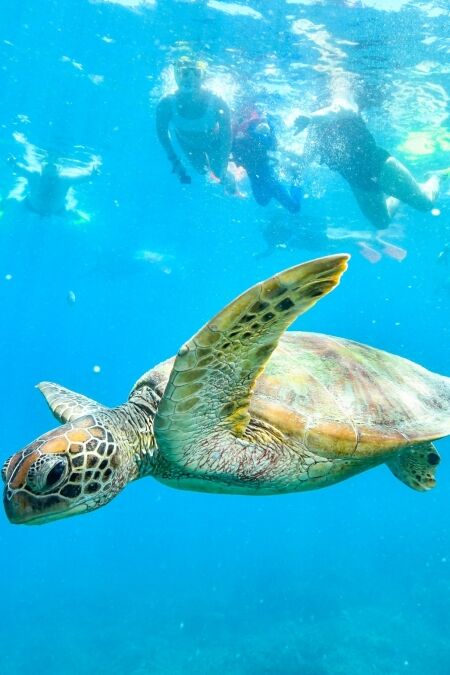 green turtle in the great barrier reef