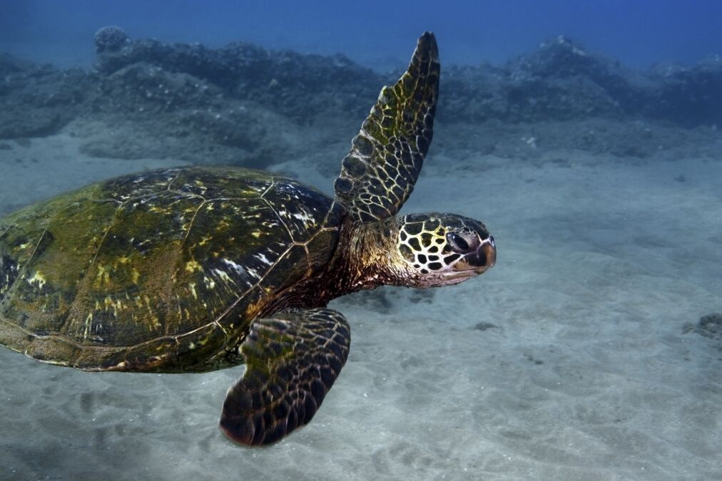 Turtle town in Hawaii is a popular place for green sea turtles and eco tourists alike