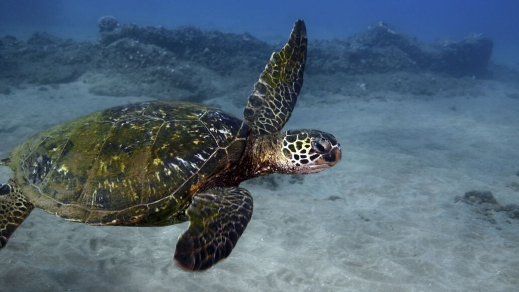 Turtle town in Hawaii is a popular place for green sea turtles and eco tourists alike