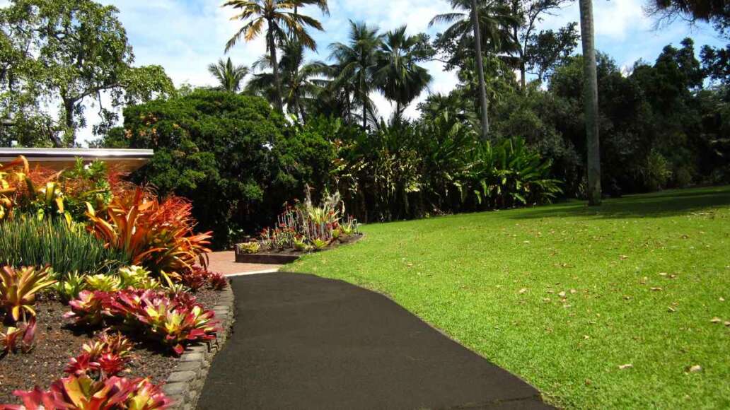 Foster Botanical Gardens, Honolulu, Large Grass area, Walkway, Succulents, Tall Trees, Blue Skies, Puffy Clouds. Trina Isaacs