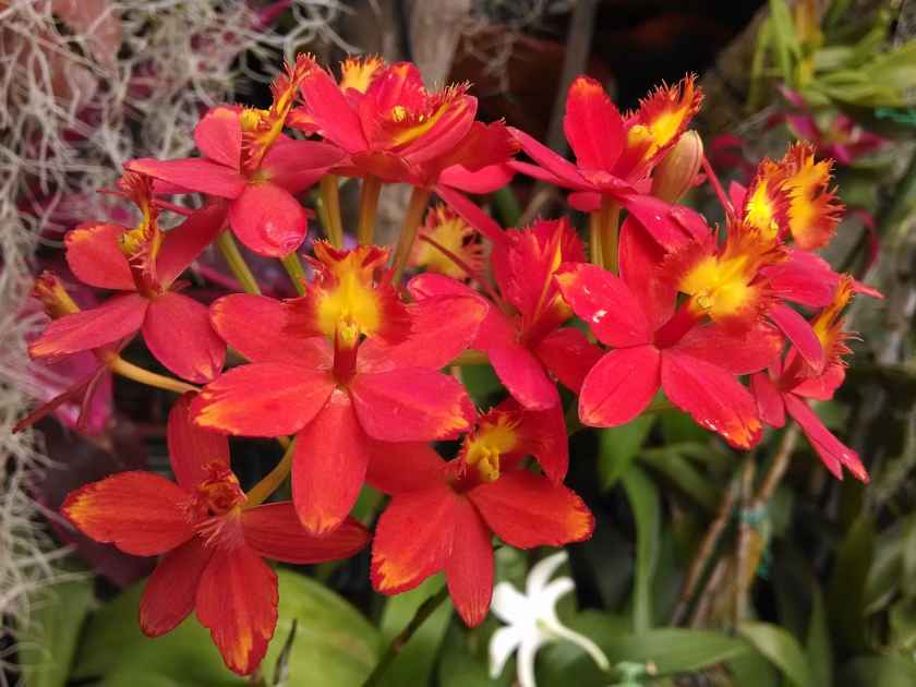 Beautiful Orchids in Foster Botanical Gardens, Honolulu, O'ahu, Hawaii, USA