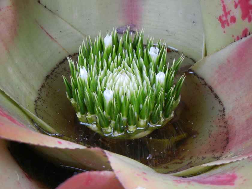 Beautiful Plants in Foster Botanical Gardens, Honolulu, O'ahu, Hawaii, USA