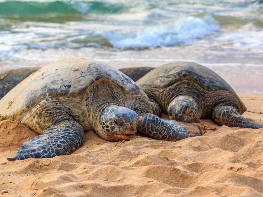 Endangered Hawaiian Green Sea Turtles with barnacles on their shells, resting on a sandy beach at North Shore, Oahu, Hawaii with the ocean in the background