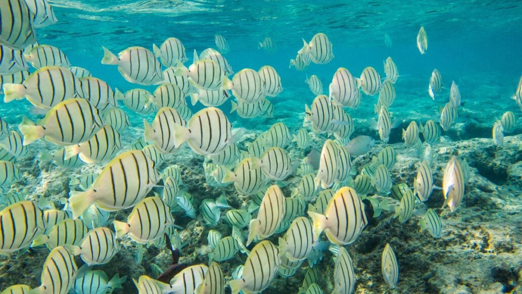 Snorkeling with Convict Tang off Oahu, Honolulu, Hawaii at Hanauma Bay.