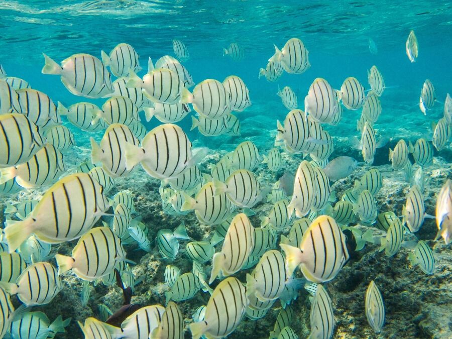 Snorkeling with Convict Tang off Oahu, Honolulu, Hawaii at Hanauma Bay.