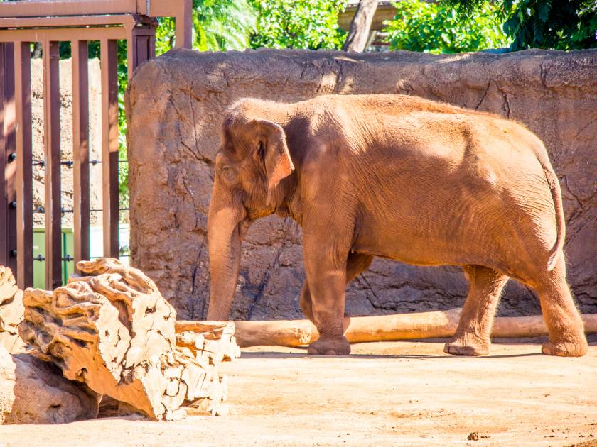 indian elephant at the Honolulu zoo in Waikiki, Oahu, Hawaii