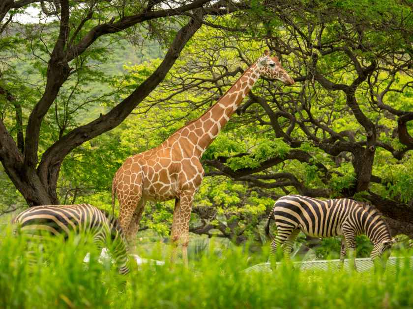 Honolulu Zoo Giraffe