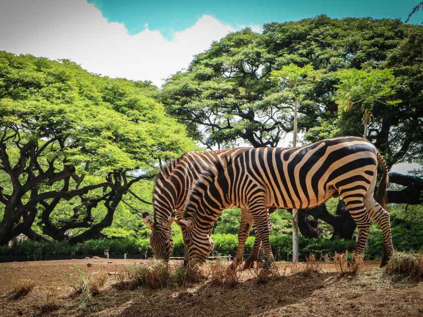 two zebra feeding themselves with grass at Honolulu zoo
