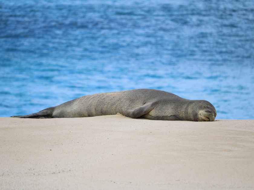 Hawaiian monk seal in Kaena Point State Park, Oahu, Hawaii