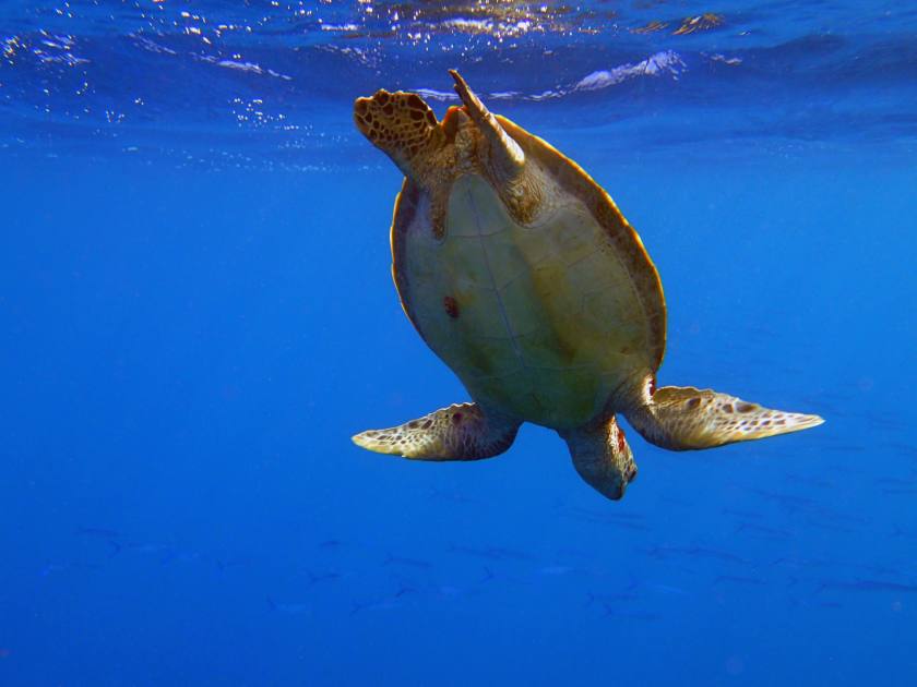 Green sea turtle tummy. Seen at Electric Beach, Oahu Hawaii.