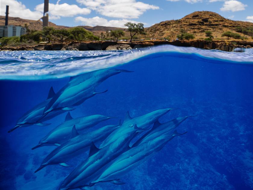 An over-under image of the Hawaiian Electric Co plant and a pod of dolphin underwater off the shore of Oahu, Hawaii