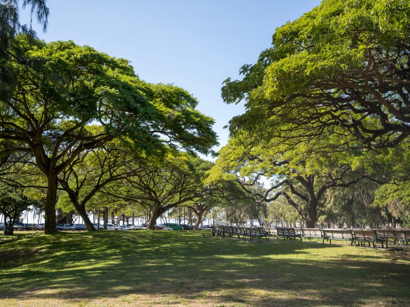 Show section in Kapiolani Park in Waikiki Hawaii
