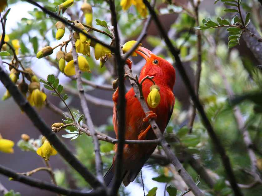 Hawaiian honeycreeper. It is one of the most plentiful species of this family, many of which are endangered or extinct.