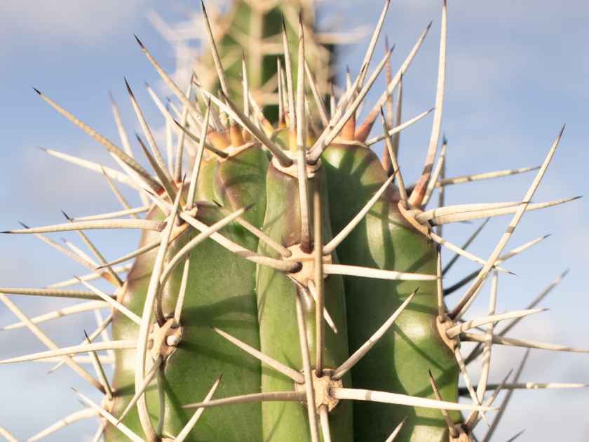 Cactus Close-Up Shot on Koko Head Hike, Oahu