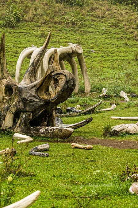 Kongs,Boneyard,At,The,Kualoa,Ranch,Film,Location,,Oahu,,Hawaii,
